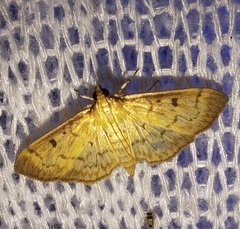 Herpetogramma fluctuosalis