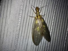 Protohermes grandis