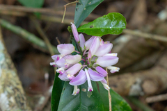 Polygalaceae