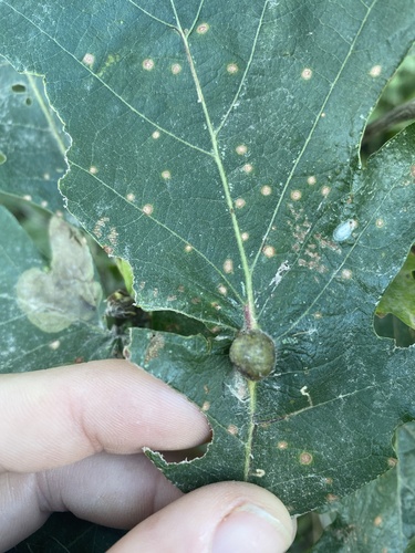 Oak Petiole Gall Wasp photo 5