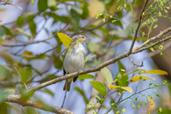 Vireo chivi