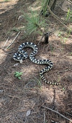 Pituophis deppei