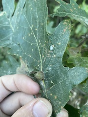 Andricus quercuspetiolicola