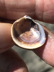 Laevicardium substriatum