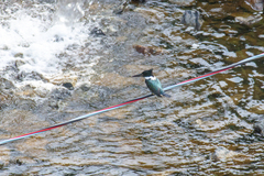 Chloroceryle amazona