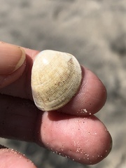 Laevicardium substriatum