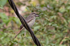 Myiodynastes maculatus