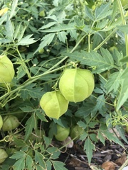 Cardiospermum halicacabum