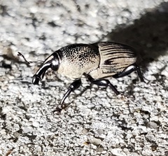 Sphenophorus coesifrons