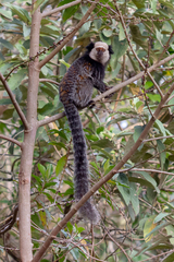 Callithrix geoffroyi