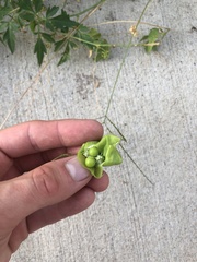 Cardiospermum halicacabum