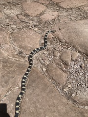 Pituophis deppei