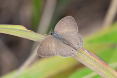 Cissia