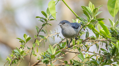 Conirostrum speciosum