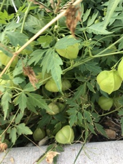 Cardiospermum halicacabum