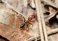 Melophorus rufoniger