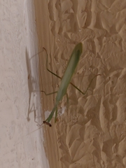 Mantodea