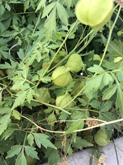 Cardiospermum halicacabum