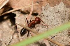Melophorus rufoniger