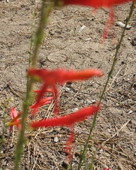 Penstemon labrosus