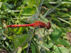 Sympetrum obtrusum