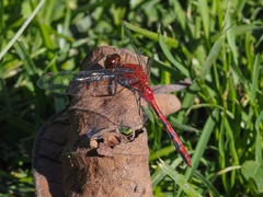 Sympetrum obtrusum