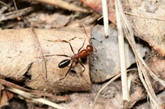 Melophorus rufoniger