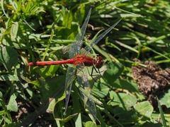 Sympetrum obtrusum