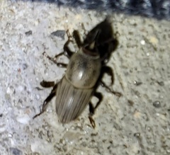 Sphenophorus coesifrons