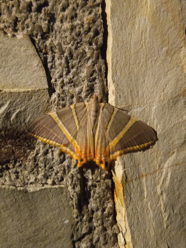 Phrygionis ferreus