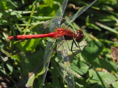 Sympetrum obtrusum