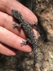 Strophurus intermedius