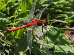 Sympetrum obtrusum