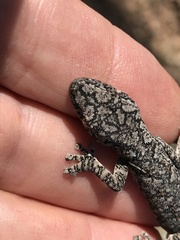 Strophurus intermedius