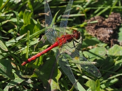 Sympetrum obtrusum
