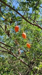Ibervillea sonorae