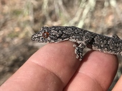 Strophurus intermedius