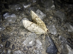 Cabera griseolimbata