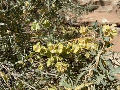 Atriplex canescens