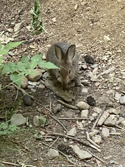 Lepus americanus
