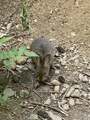 Lepus americanus