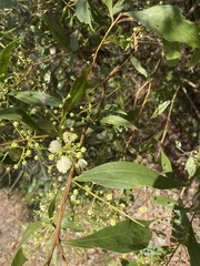 Acacia binervata