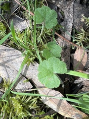 Hydrocotyle hirta