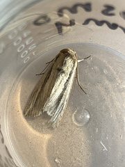 Leucania stenographa