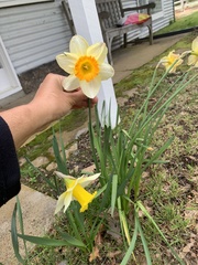 Narcissus