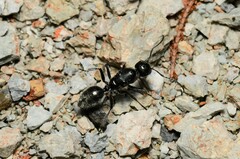 Calomyrmex albopilosus