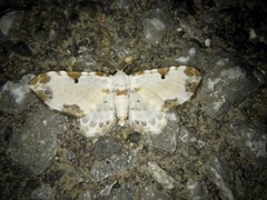 Tyloptera bella bella