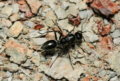 Calomyrmex albopilosus
