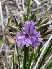 Thysanotus