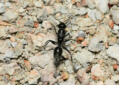 Calomyrmex albopilosus